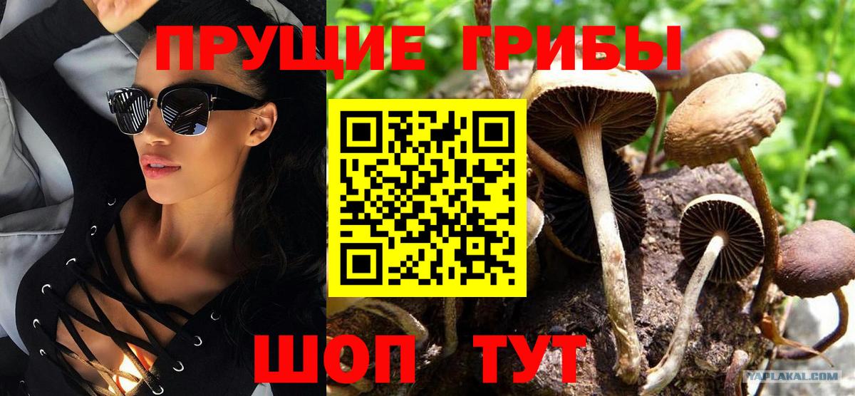 Махачкала  Галлюциногенные грибы прущие грибы  Вход с VPN 